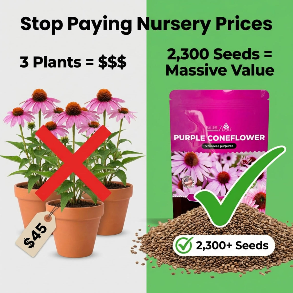 NatureZ Edge Drought-tolerant perennial echinacea adds low-maintenance color.