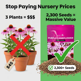 NatureZ Edge Drought-tolerant perennial echinacea adds low-maintenance color.