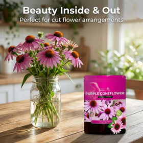 NatureZ Edge Echinacea seeds closeup reveals premium, high-germination seeds.