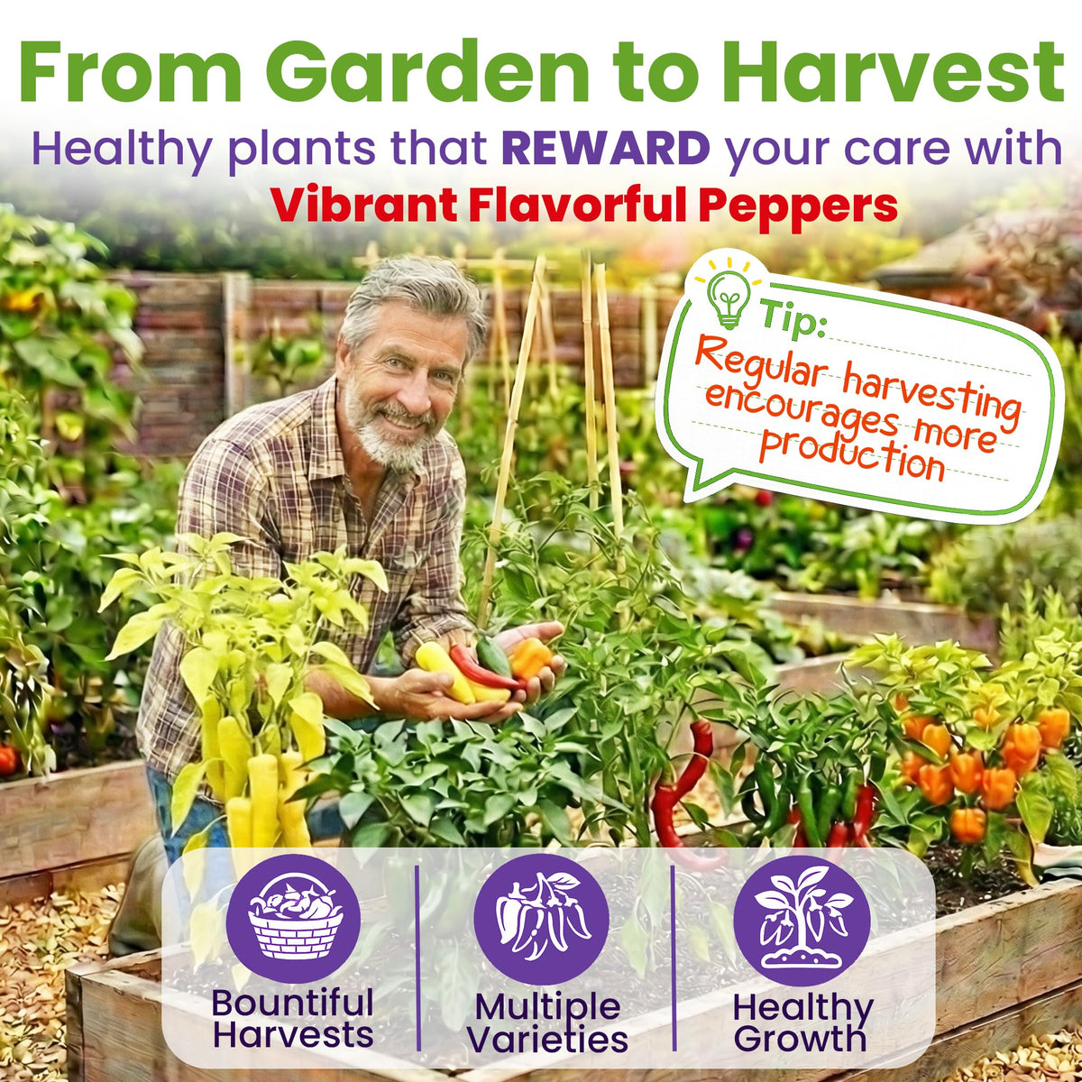 NatureZ Edge Habanero Orange seeds packet for very hot cooking