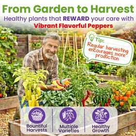 NatureZ Edge Habanero Orange seeds packet for very hot cooking