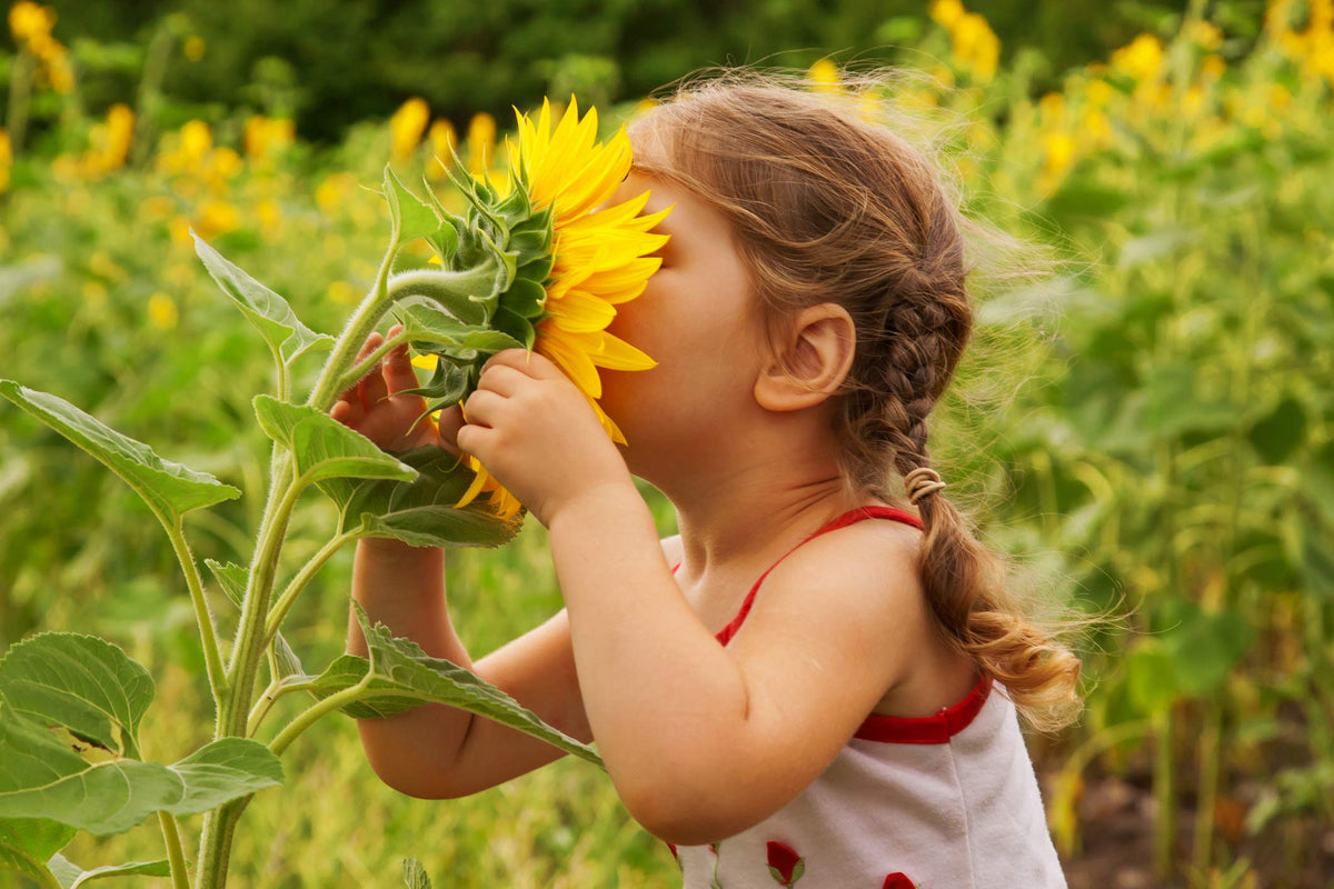 NatureZ Edge Mammoth sunflower seeds grow tall plants with large flower heads.