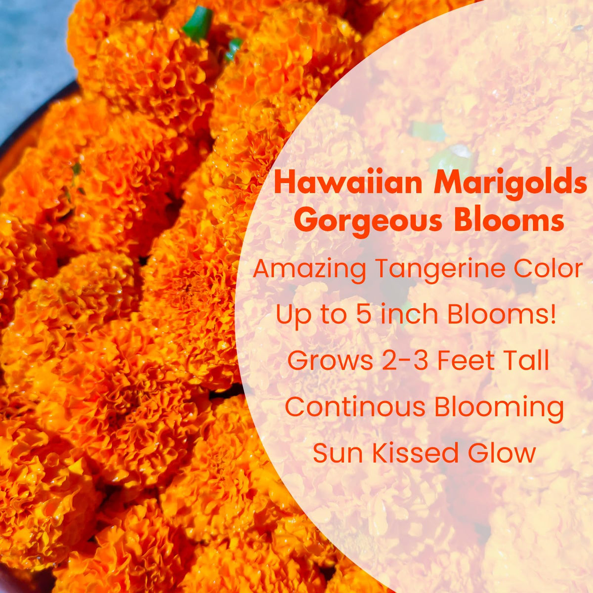 NatureZ Edge giant Hawaii marigolds thrive in containers and beds for bold color