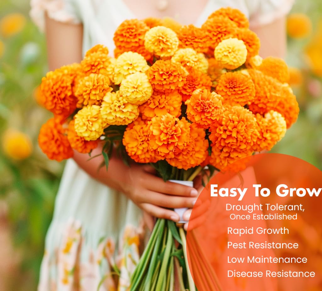 NatureZ Edge Cracker Jack marigolds attract pollinators, boosting garden biodiversity