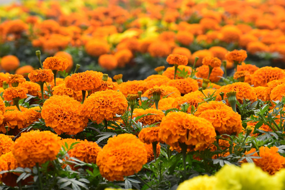 NatureZ Edge 10,000 seed batch enables expansive beds and dramatic color displays