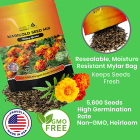 NatureZ Edge Marigold Seeds Mix blooms close-up in warm orange and yellow