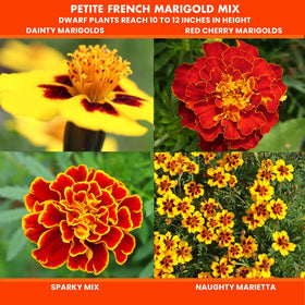 NatureZ Edge Marigold Seeds Mix great for containers and small spaces