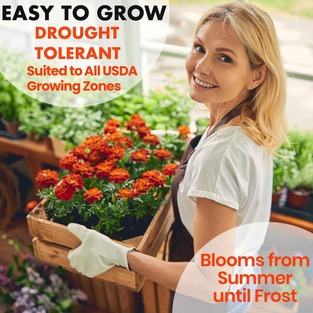 NatureZ Edge Marigold Seeds Mix attracts pollinators to blooms
