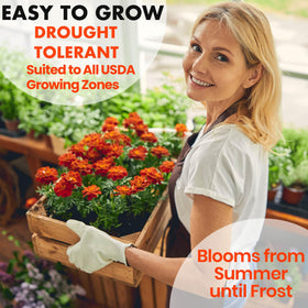 NatureZ Edge Marigold Seeds Mix attracts pollinators to blooms