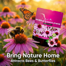 NatureZ Edge Purple Coneflower bloom encourages pollinators.