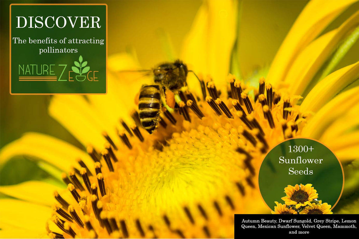 NatureZ Edge Season-long bloom seeds promoting extended sunflower color