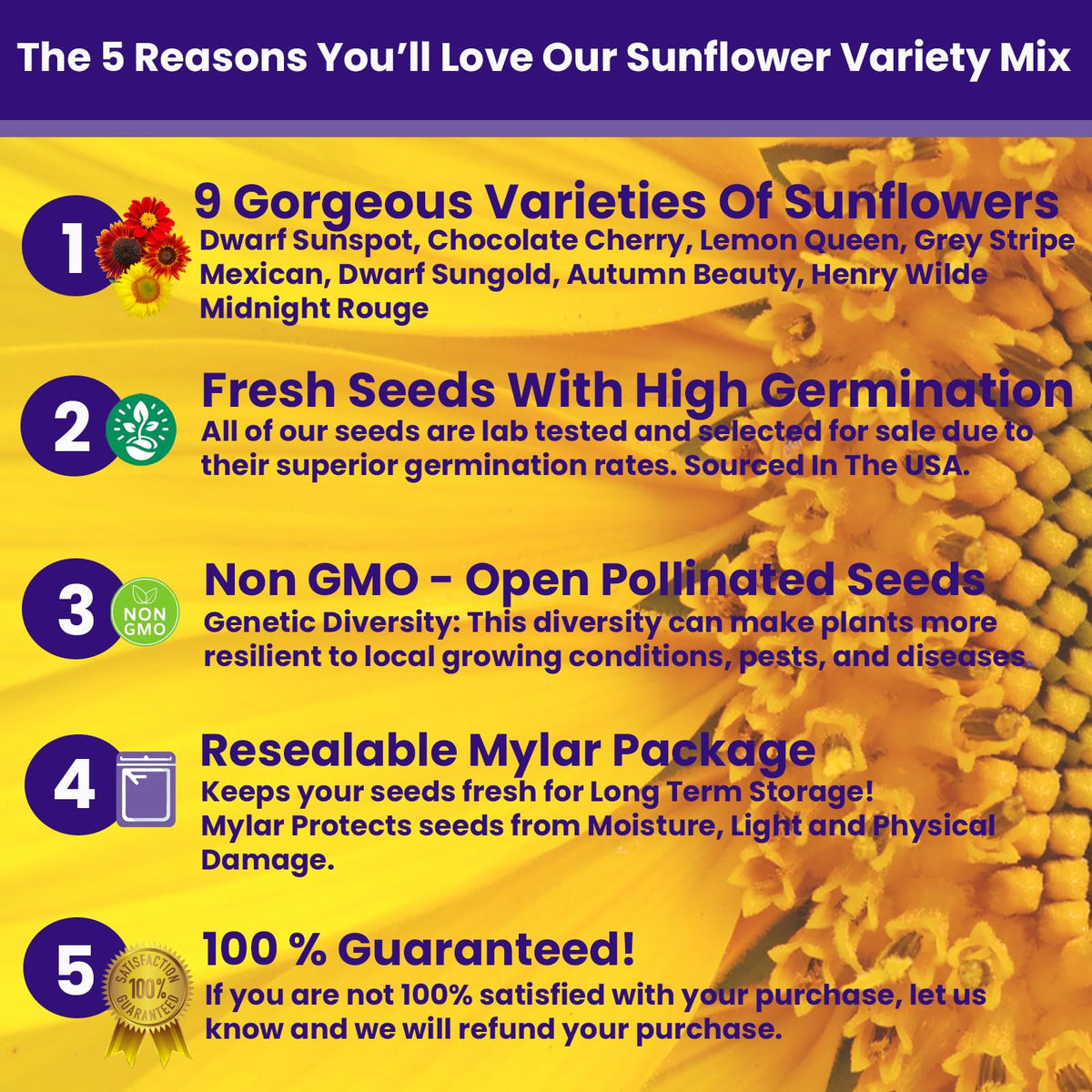 NatureZ Edge Velvet Queen sunflower seeds deliver dramatic blooms in sunny garden beds.