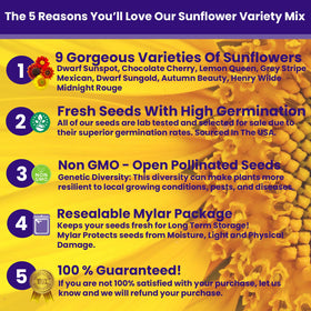 NatureZ Edge Velvet Queen sunflower seeds deliver dramatic blooms in sunny garden beds.