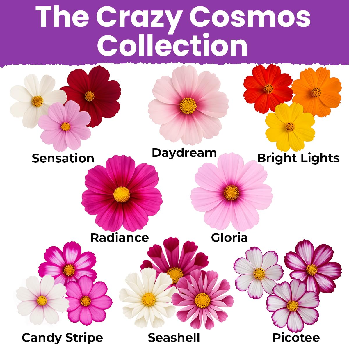 NatureZ Edge wildflower seeds support pollinators with nectar-rich cosmos blooms.