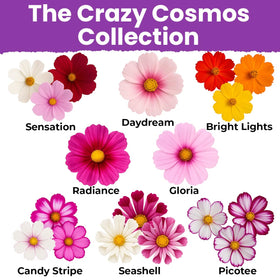 NatureZ Edge wildflower seeds support pollinators with nectar-rich cosmos blooms.