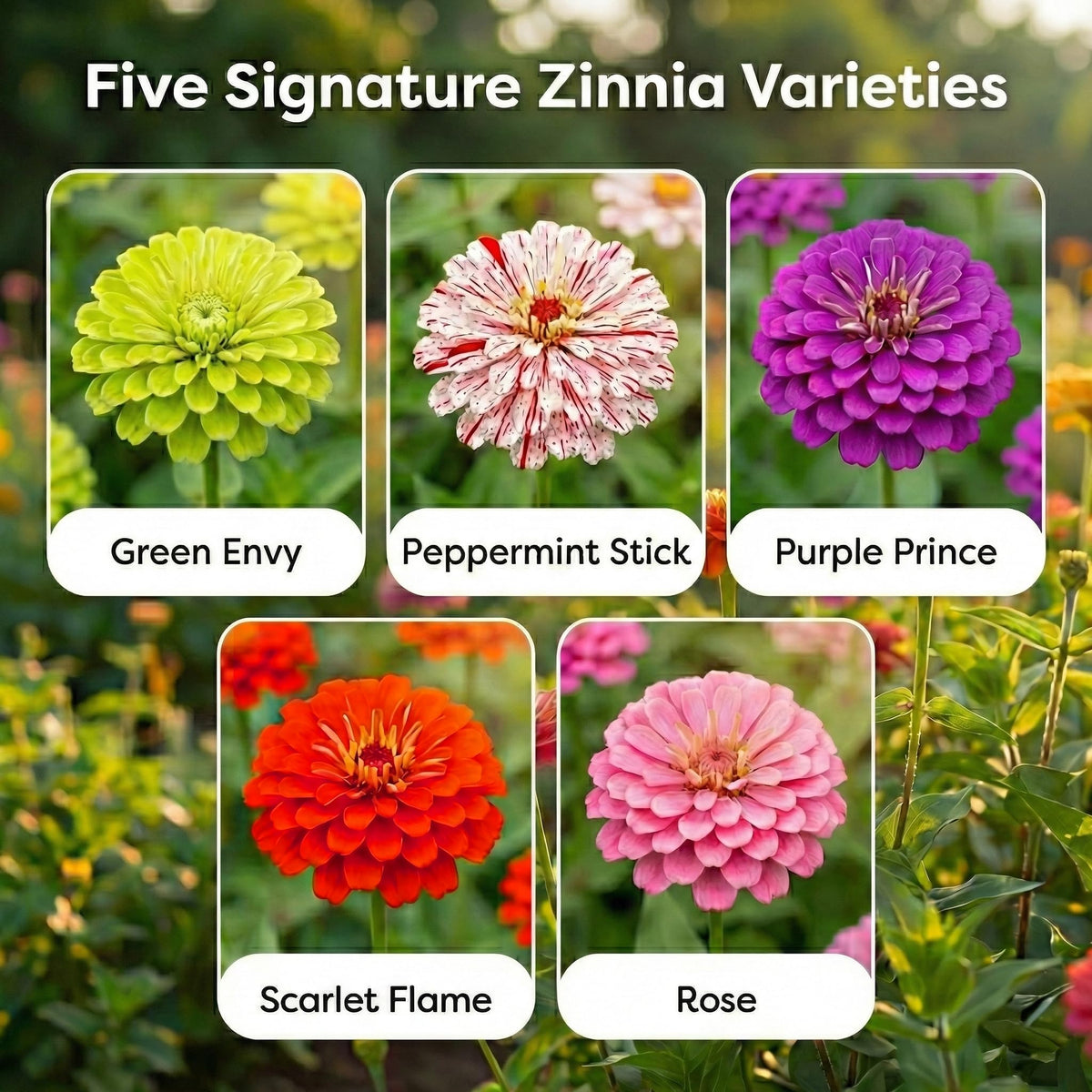 NatureZ Edge zinnia seeds 5g package shown for easy spring planting.