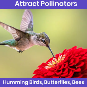 NatureZ Edge zinnia seeds bloom-filled display to attract pollinators.