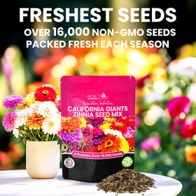 NatureZ Edge zinnia Seeds bulk 4oz for easy planning and bold color