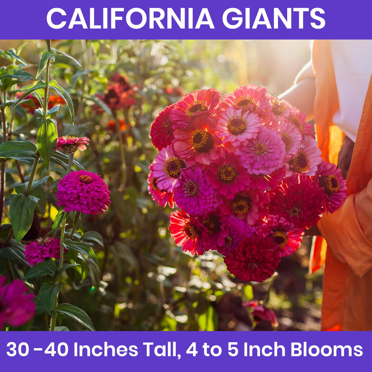 NatureZ Edge zinnia Seeds California Giants for long-lasting garden color