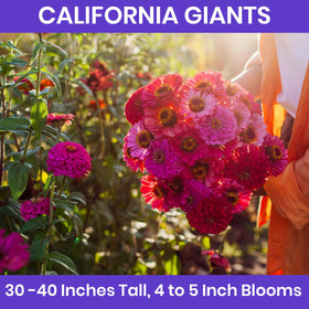 NatureZ Edge zinnia Seeds California Giants for long-lasting garden color