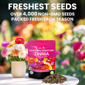 NatureZ Edge zinnia seeds California giants mix for tall dramatic garden displays