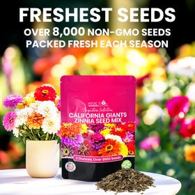 NatureZ Edge zinnia seeds California Giants for impressive container blooms.