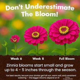 NatureZ Edge zinnia seeds easy-to-grow mix for beginners and pros