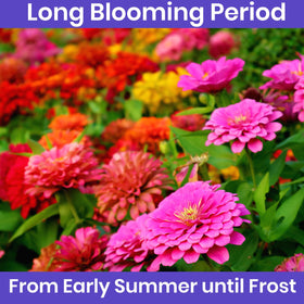 NatureZ Edge zinnia seeds mix bouquet-ready blooms for bright arrangements.