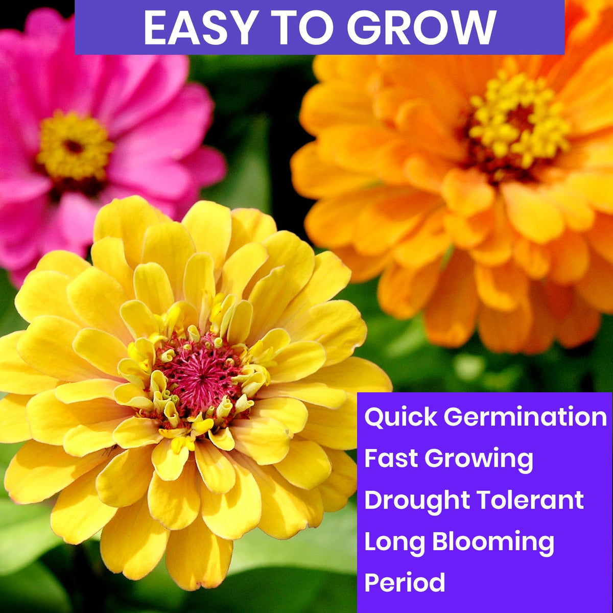 NatureZ Edge zinnia seeds mix hand-held for scale, perfect for beds and borders.