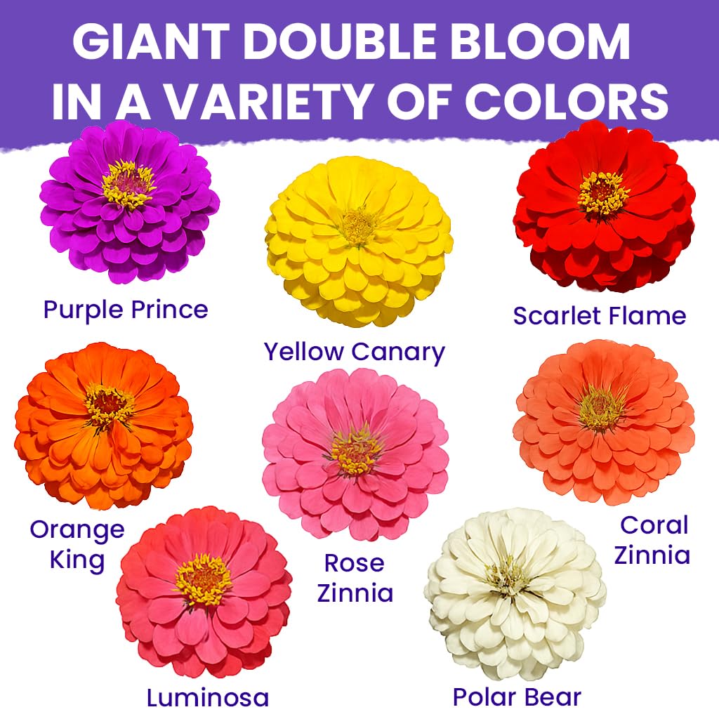NatureZ Edge zinnia seeds non-gmo open-pollinated for natural garden diversity