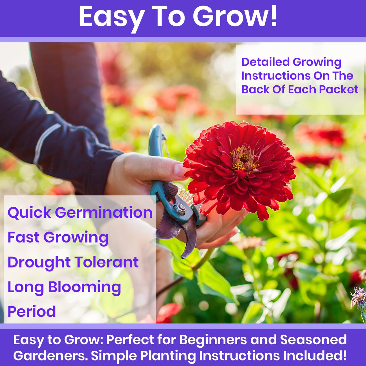 NatureZ Edge zinnia seeds open-pollinated for garden diversity.