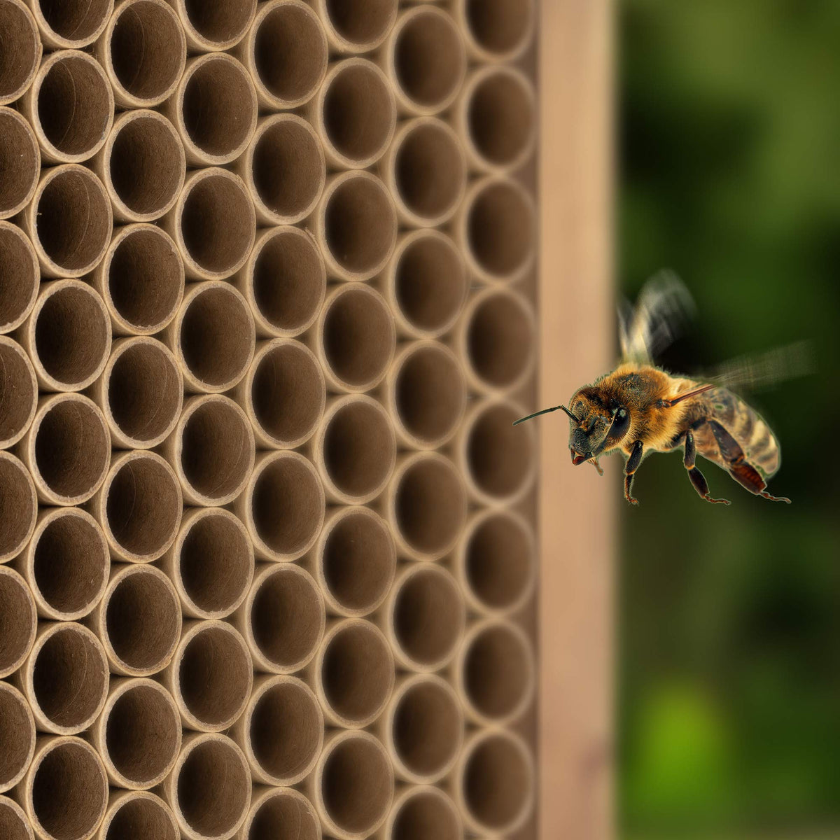 Navaris bee nesting tubes ready to fill shown for insect hotel.