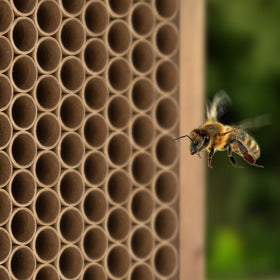 Navaris bee nesting tubes ready to fill shown for insect hotel.