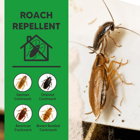 NCSIFDD Roach Repellent applied along cracks for targeted protection