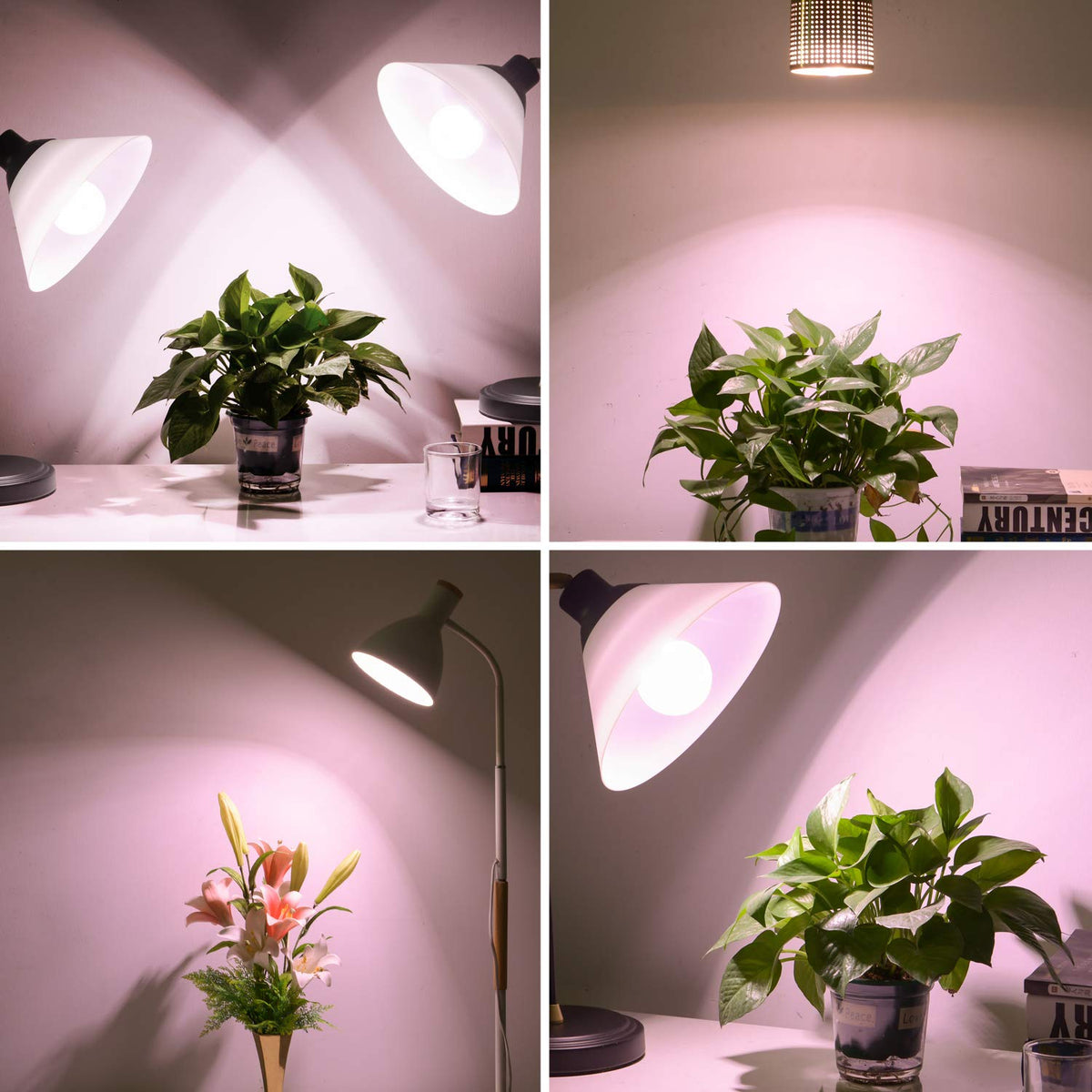 Greenhouse-style setup with uniform light from Necgemlex bulb supports vegetables.