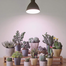 Necgemlex sun mode illustration shows sunrise to sunset lighting for plant rhythm.