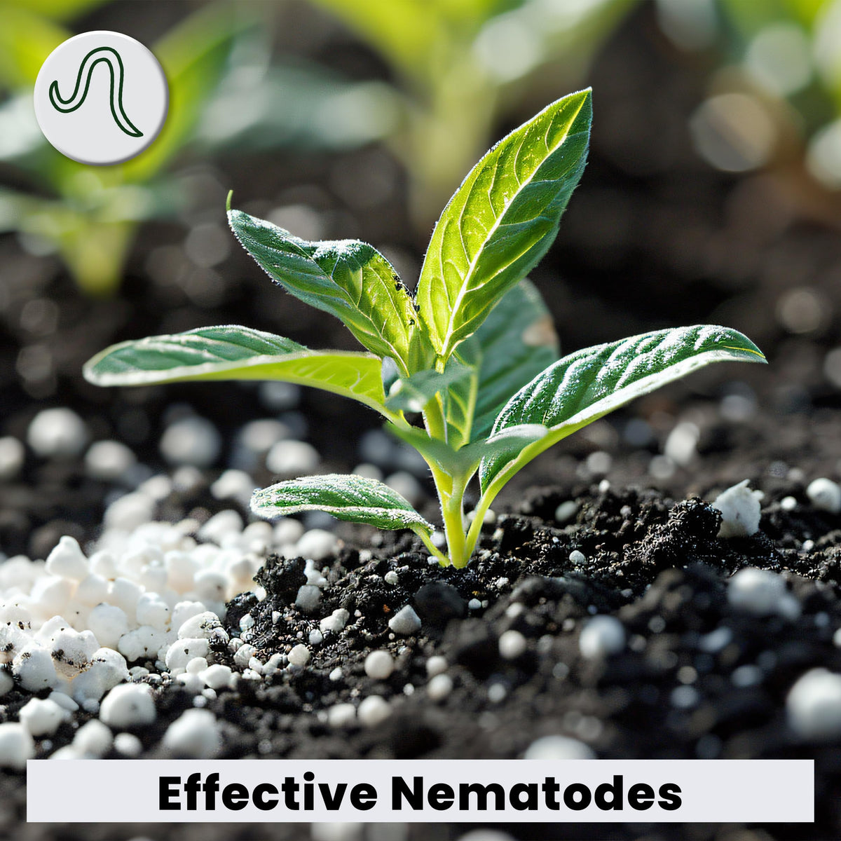 The Environmental Factor NemaKnights work in greenhouses and hydroponics to suppress pests.