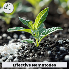 The Environmental Factor NemaKnights work in greenhouses and hydroponics to suppress pests.