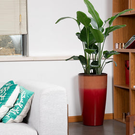 Neoaider fiery red tall planter lightweight design for effortless moving