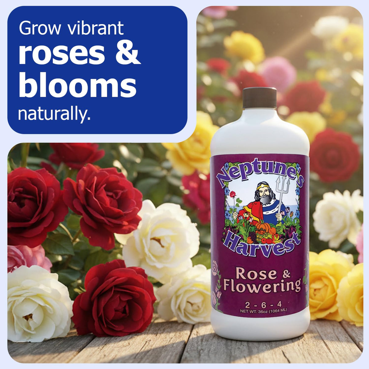 Neptune's Harvest flowering plants close-up, highlighting dense blooms and lush foliage.