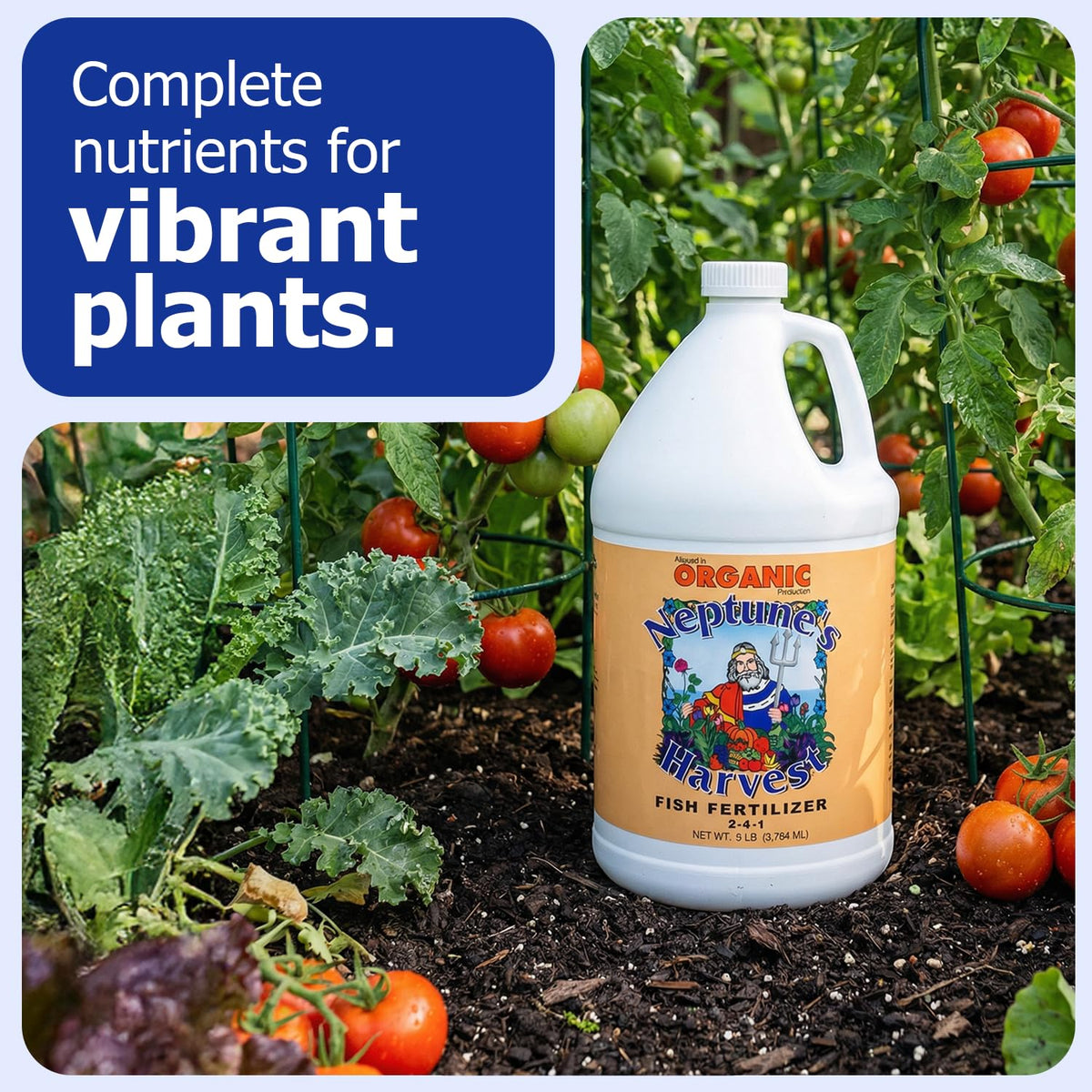 Neptune's Harvest liquid plant food as soil drench promotes deeper roots and moisture retention.