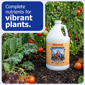 Neptune's Harvest liquid plant food as soil drench promotes deeper roots and moisture retention.