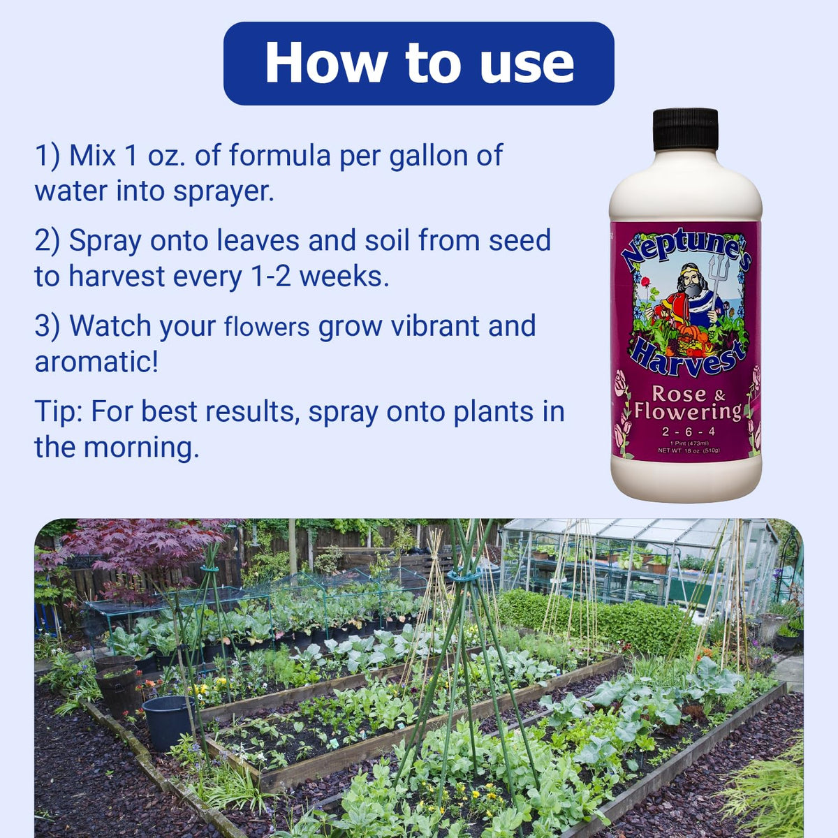 Neptune's Harvest Rose & Flowering Fertilizer dilution being mixed for soil feed.