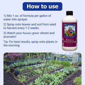 Neptune's Harvest Rose & Flowering Fertilizer dilution being mixed for soil feed.