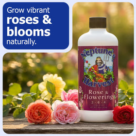 Neptune's Harvest Rose & Flowering Fertilizer rose bloom close-up showing vibrant color.