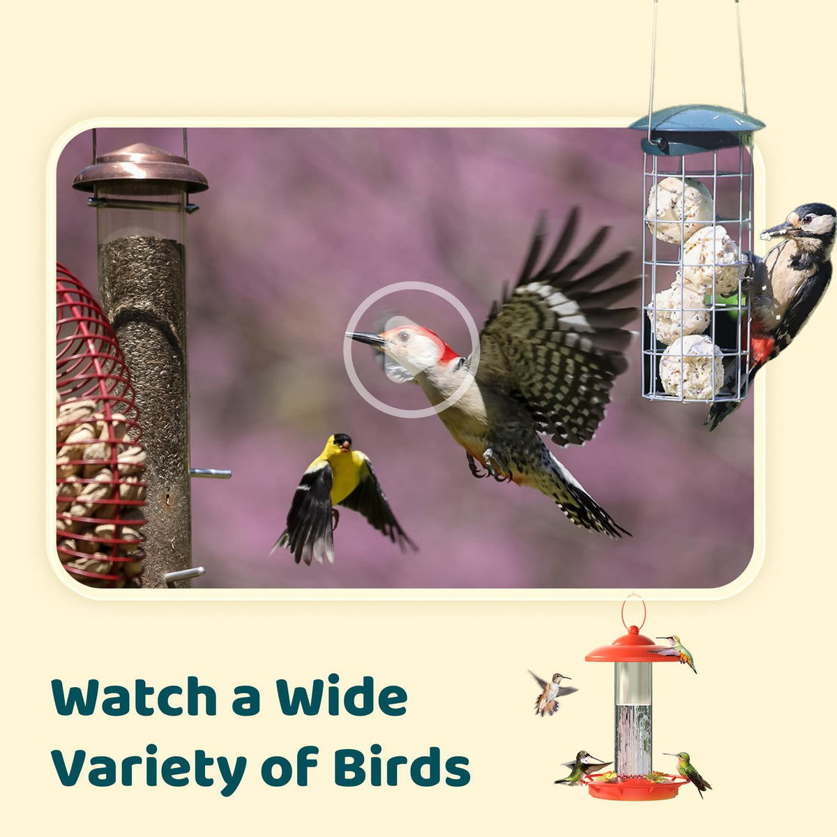 Real-time notifications alert you when new visitors arrive at your feeder.