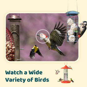 Real-time notifications alert you when new visitors arrive at your feeder.