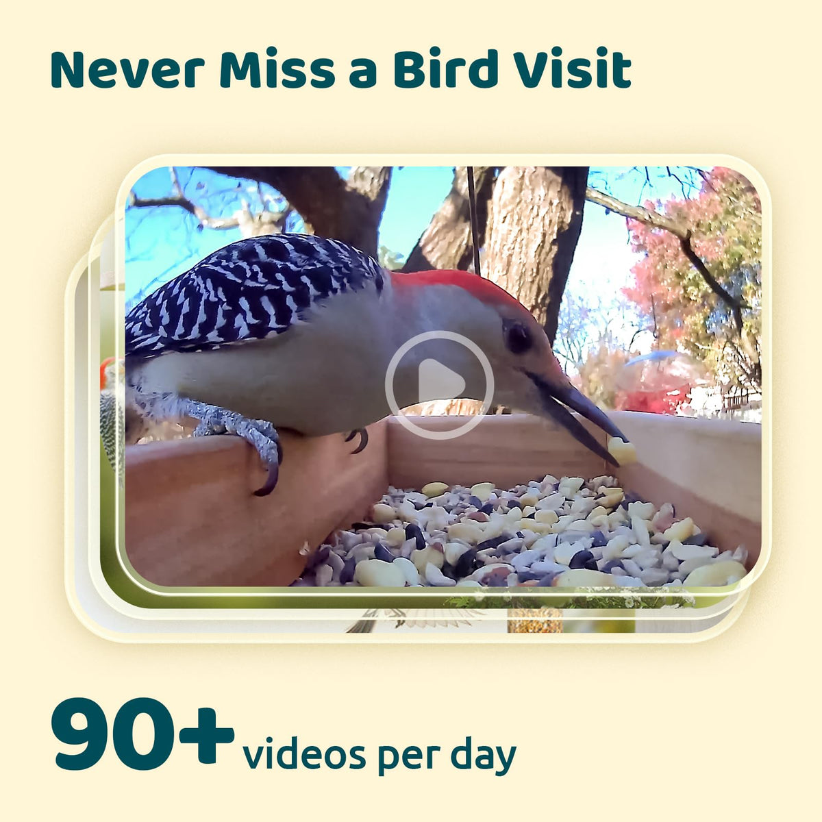 AI-powered NETVUE identifies arrival birds to support learning.