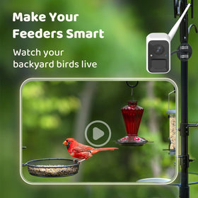 NETVUE delivers real-time bird visit alerts for immediate backyard updates.