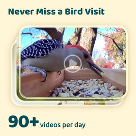 NETVUE Birdfy adjustable brackets setup for versatile camera angles.
